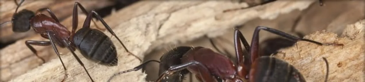 Close-up of ants on wood showing an active ant infestation in Tampa, FL