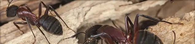 Close-up of ants on wood showing an active ant infestation in Tampa, FL