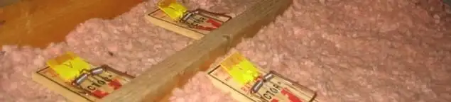 Mouse traps placed in an attic for rodent control in Tampa, FL