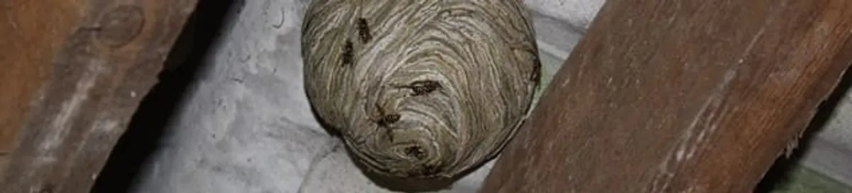 Wasp nest in an attic space, a common home infestation risk in Tampa, FL