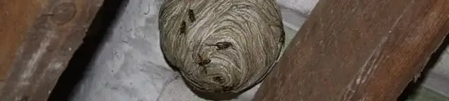 Wasp nest in an attic space, a common home infestation risk in Tampa, FL