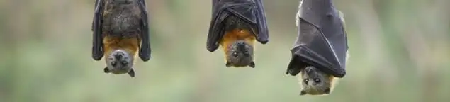 Bats roosting together, a common sign of a bat infestation in Tampa, FL