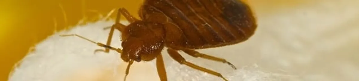 Close-up of a bed bug, a sign of an active infestation in Tampa, FL
