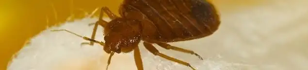 Close-up of a bed bug, a sign of an active infestation in Tampa, FL