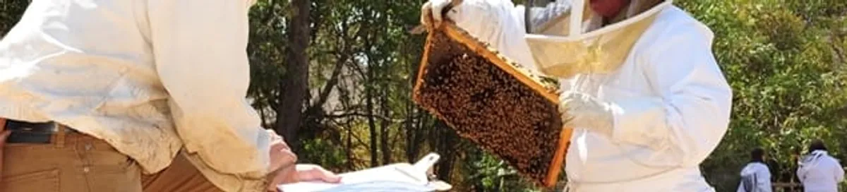 Bee removal specialists relocating a hive and honeycomb safely in Tampa, FL
