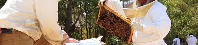 Bee removal specialists relocating a hive and honeycomb safely in Tampa, FL