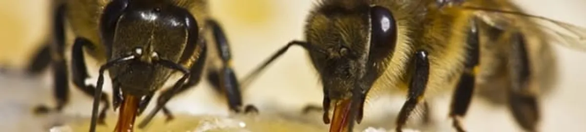 Close-up of honey bees, a sign of a nearby hive in Tampa, FL