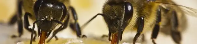 Close-up of honey bees, a sign of a nearby hive in Tampa, FL