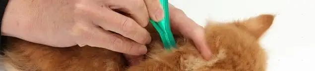 Flea treatment for pets using a flea comb, a sign of flea problems in Tampa, FL