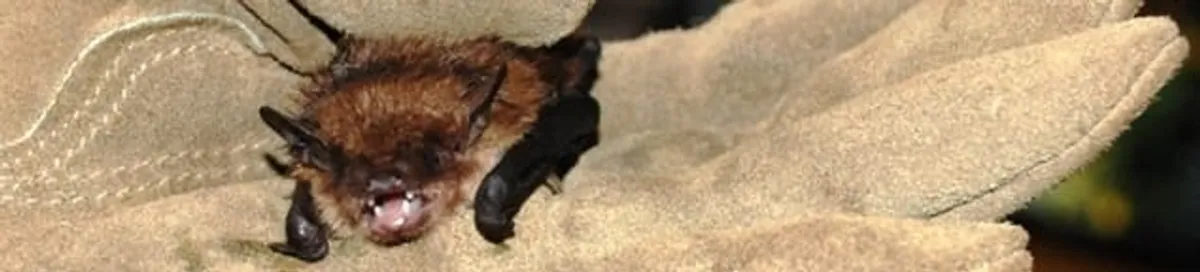 Bat removal specialist holding a bat safely during humane exclusion in Tampa, FL