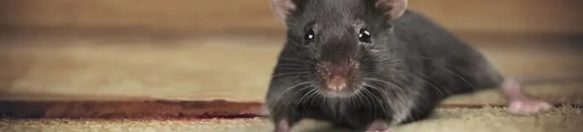 Mouse indoors, a common sign of a rodent infestation in Tampa, FL