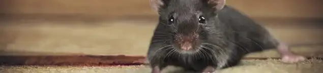 Mouse indoors, a common sign of a rodent infestation in Tampa, FL