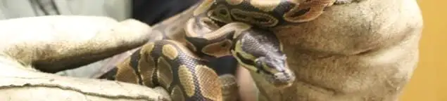 Snake removal specialist safely handling a snake with protective gloves in Tampa, FL
