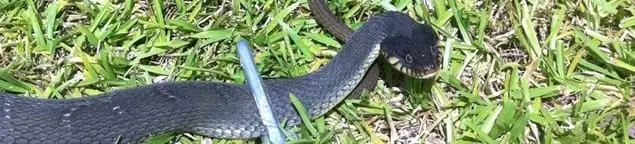 Snake in a yard, a common sign of a snake problem near a home in Tampa, FL