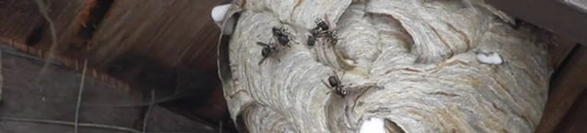 Close-up of a wasp nest with active wasps, a sign of an infestation in Tampa, FL