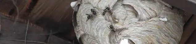 Close-up of a wasp nest with active wasps, a sign of an infestation in Tampa, FL